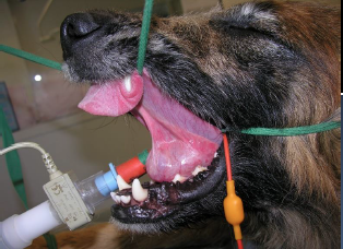 Formation CHIR1-B : Chirurgie de la sph&egrave;re ORL