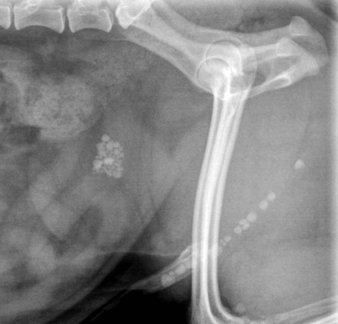 Formation CHIR3 : Chirurgies urinaires et hernie p&eacute;rin&eacute;ale