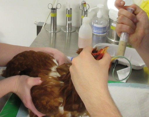 Formation NAC006B : M&eacute;decine et chirurgie de la poule domestique : zootechnie, consultation, principales pathologies et chirurgies usuelles