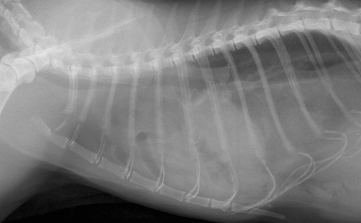 Formation CHIR8 : Chirurgies tissus mous en urgence : Torsion gastrique - Hernie diaphragmatique - Spl&eacute;nectomie
