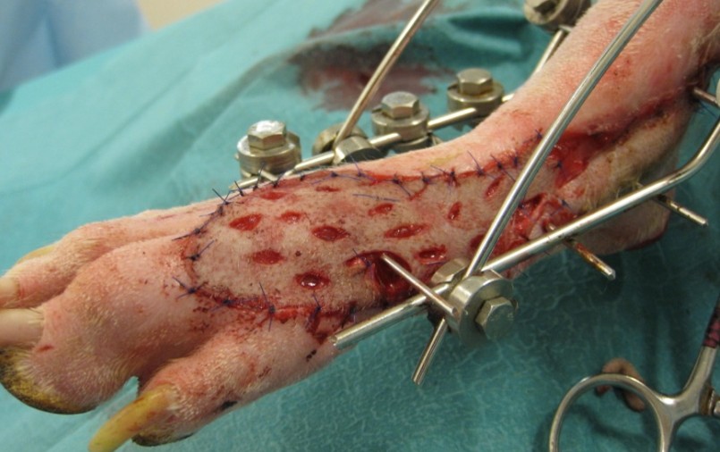 Formation CHIR5 : Chirurgie cutan&eacute;e : Gestion des plaies, des masses et techniques de chirurgie reconstructrice.