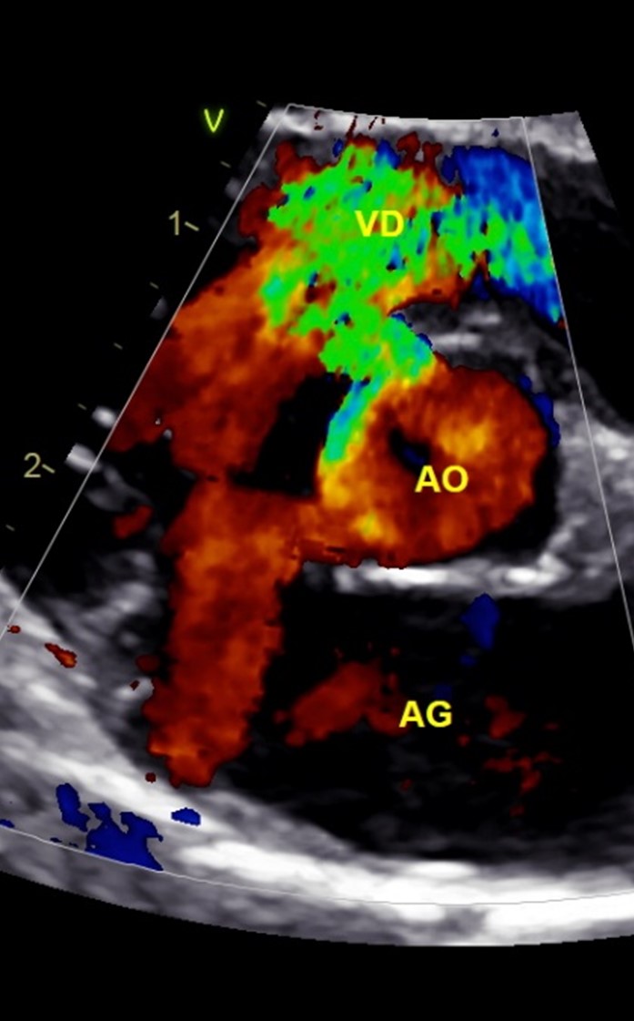 Formation CY-CAR : Cycle en cardiologie canine et f&eacute;line : m&eacute;decine et &eacute;chocardiographie
