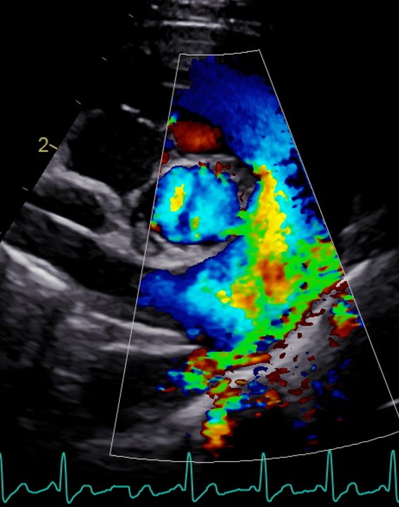 Formation CY-CAR : Cycle en cardiologie canine et f&eacute;line : m&eacute;decine et &eacute;chocardiographie
