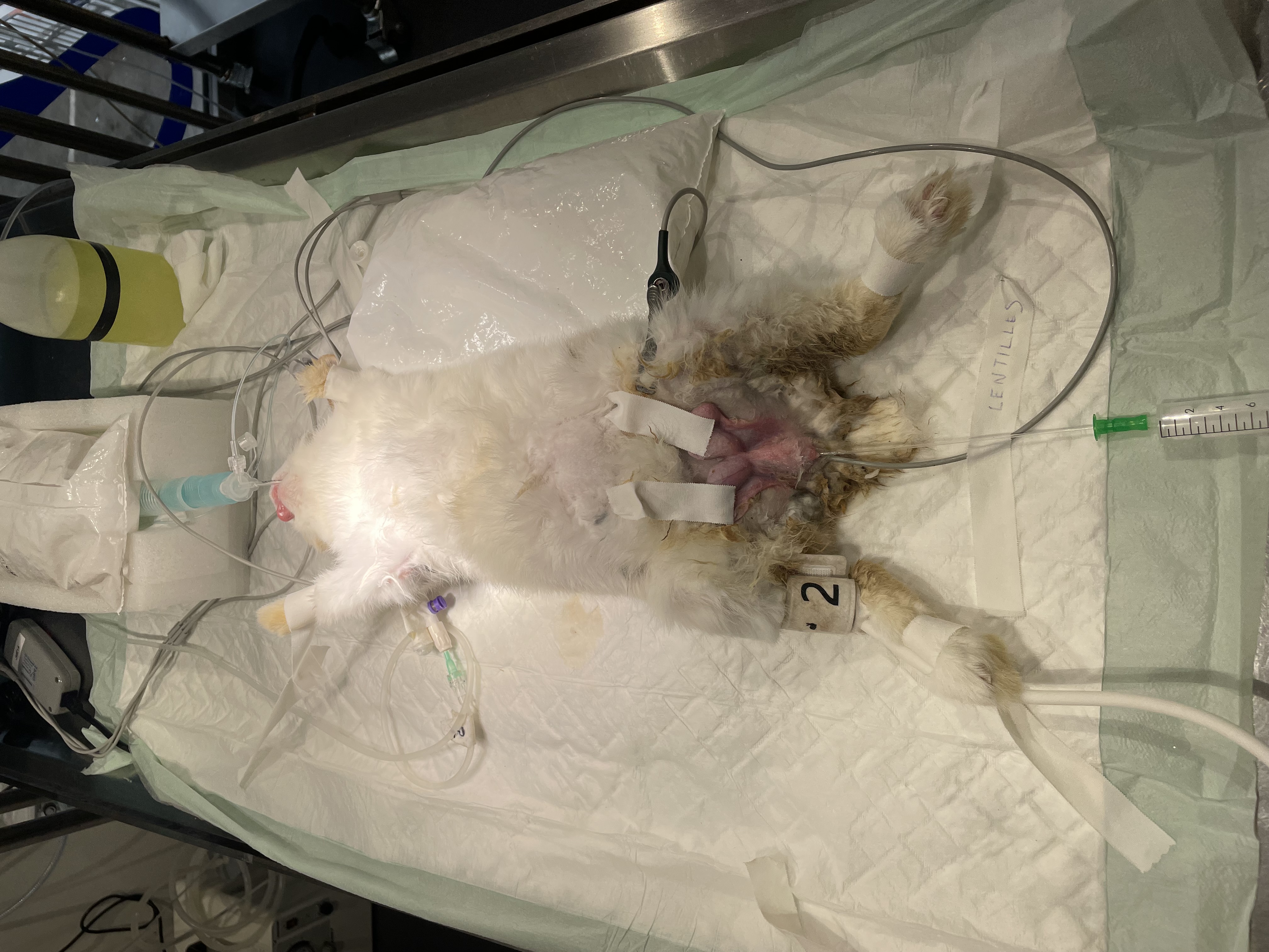 Formation NAC007B-2 : Prendre en charge efficacement le lapin de compagnie &ndash; Niveau avanc&eacute; : bilan sanguin, anesth&eacute;sie et chirurgie