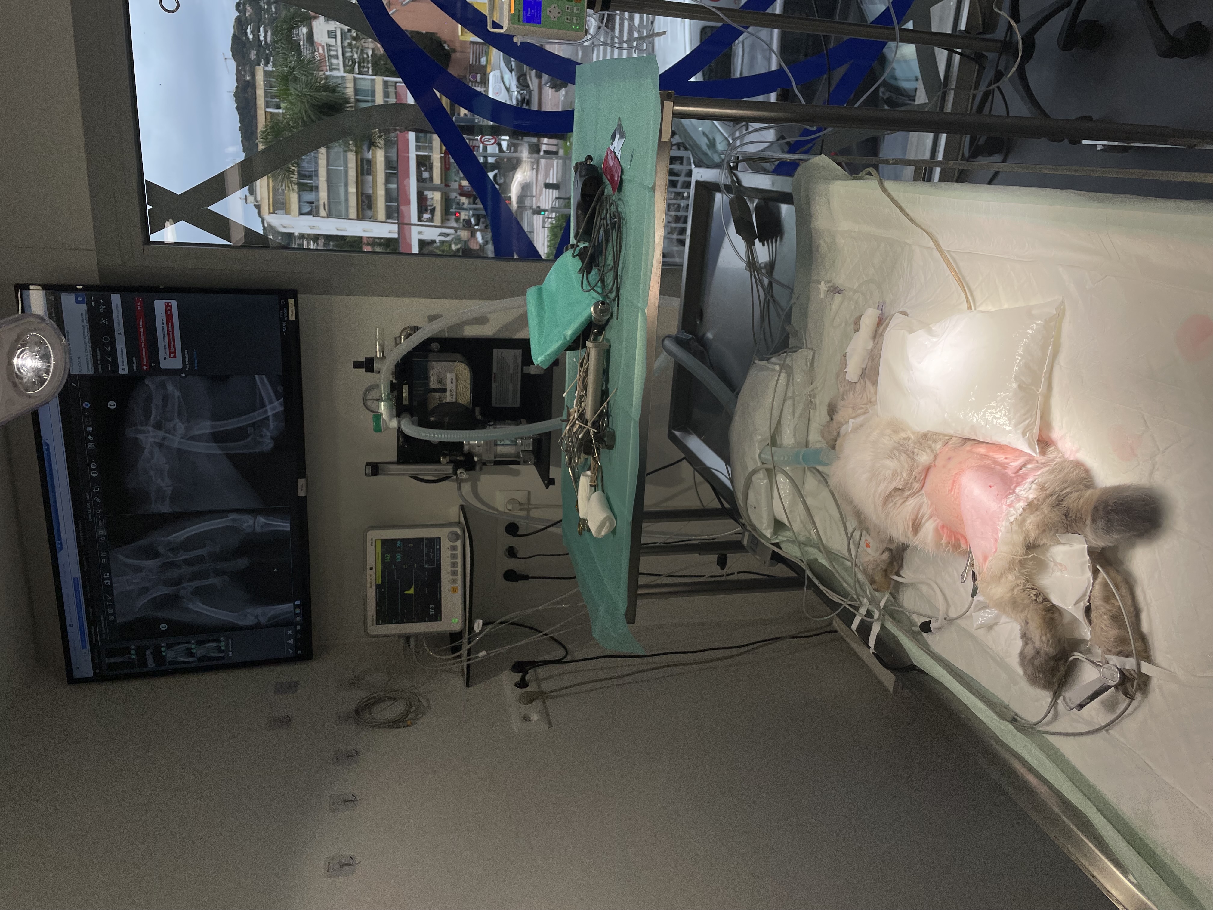 Formation NAC007B-2 : Prendre en charge efficacement le lapin de compagnie &ndash; Niveau avanc&eacute; : bilan sanguin, anesth&eacute;sie et chirurgie