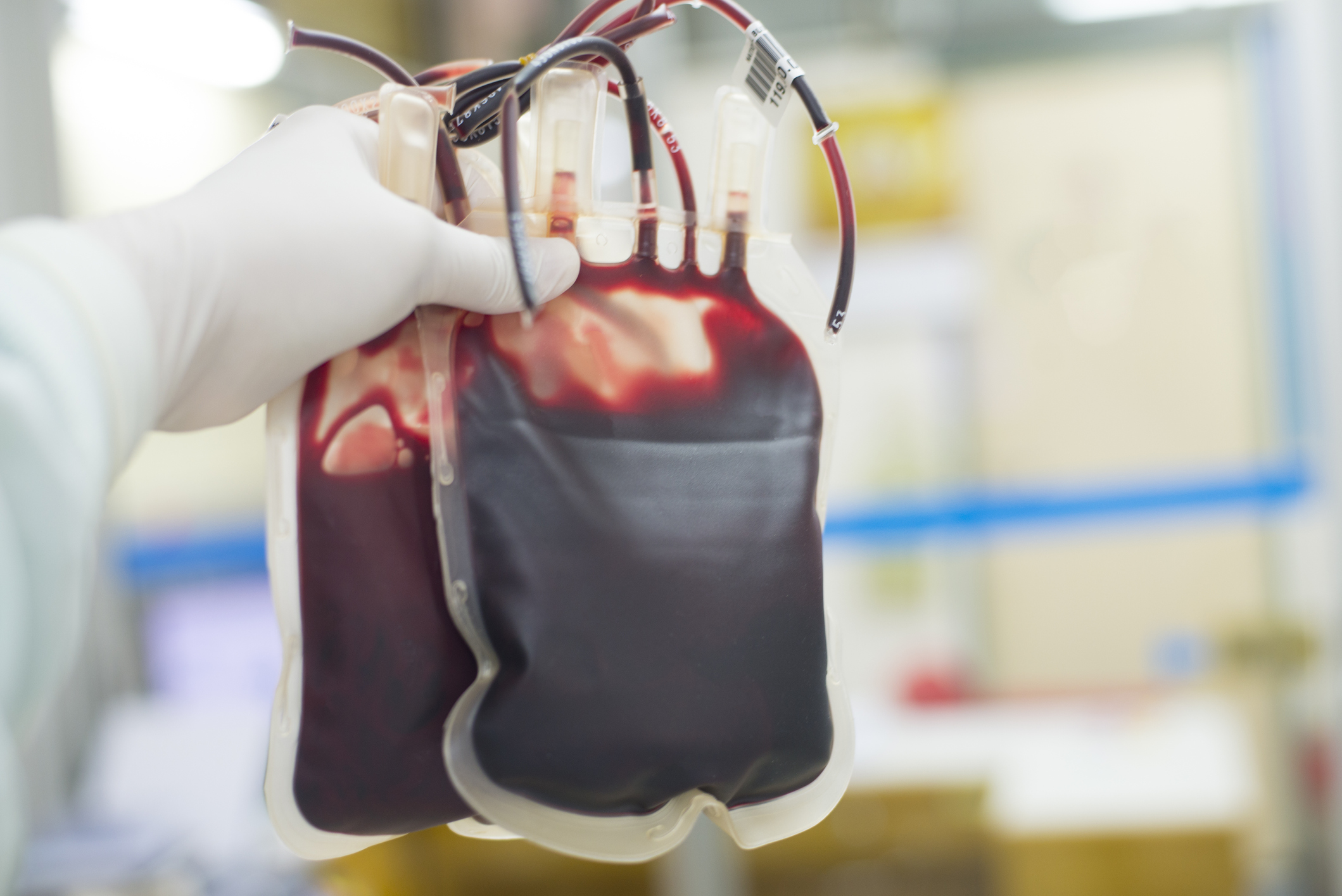 Formation TRANSFU : La transfusion sanguine chez le chien et le chat &ndash; Quand un don permet de sauver une vie