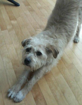 Formation MED004 : Approche des grands syndromes de gastro-ent&eacute;rologie au travers de cas cliniques chez le chien et le chat