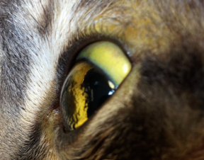Formation MED004 : Approche des grands syndromes de gastro-ent&eacute;rologie au travers de cas cliniques chez le chien et le chat