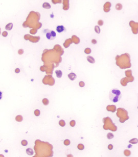 Formation MED001AB-2 : Approche des affections immunologiques et h&eacute;matologiques chez le chien et le chat au travers de cas cliniques