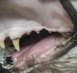Formation MED001AB-2 : Approche des affections immunologiques et h&eacute;matologiques chez le chien et le chat au travers de cas cliniques