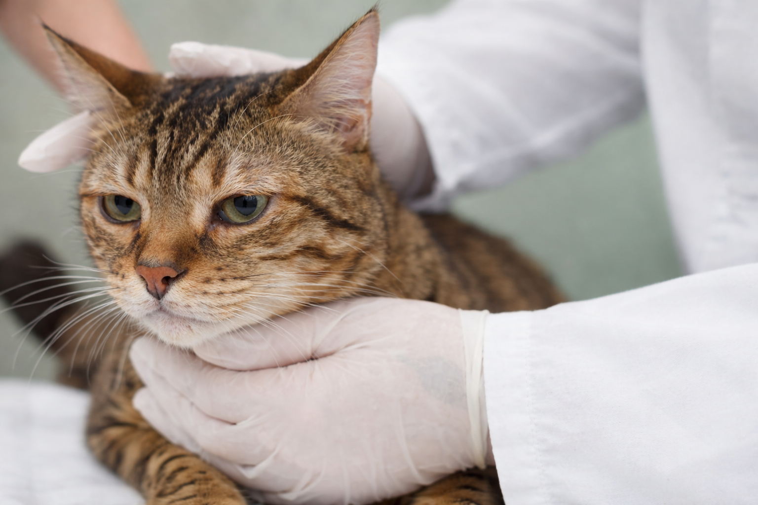 Formation MED006-L : Difficult&eacute;s en infectiologie des animaux de compagnie: approche par cas cliniques.