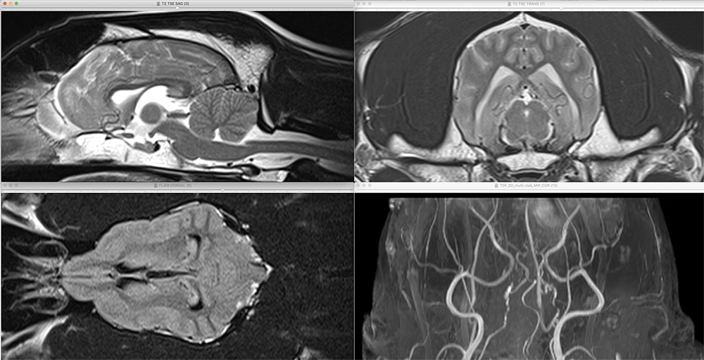 Formation NEURO-L : La neurologie en m&eacute;decine canine et f&eacute;line