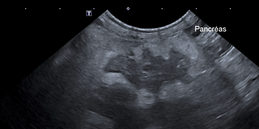 Formation CY-ABD-2 : Cycle en &eacute;chographie abdominale canine et f&eacute;line - Partie 2