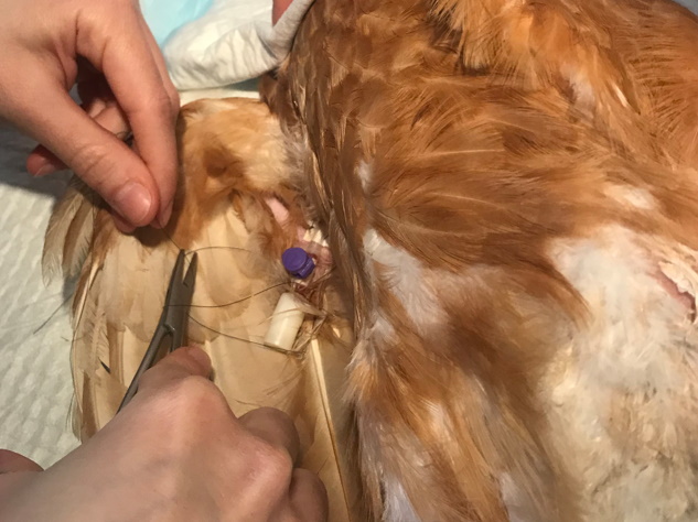 Formation NAC006B : M&eacute;decine et chirurgie de la poule domestique : zootechnie, consultation, principales pathologies et chirurgies usuelles