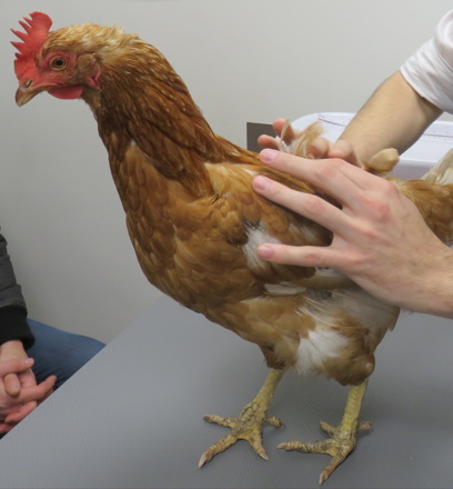 Formation NAC006B : M&eacute;decine et chirurgie de la poule domestique : zootechnie, consultation, principales pathologies et chirurgies usuelles