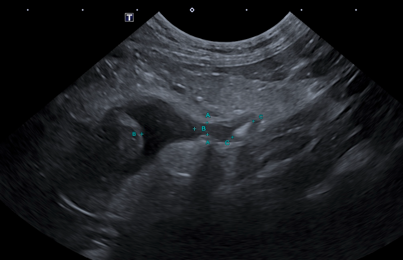 Formation CY-ABD-1 : Cycle en &eacute;chographie abdominale canine et f&eacute;line - Partie 1