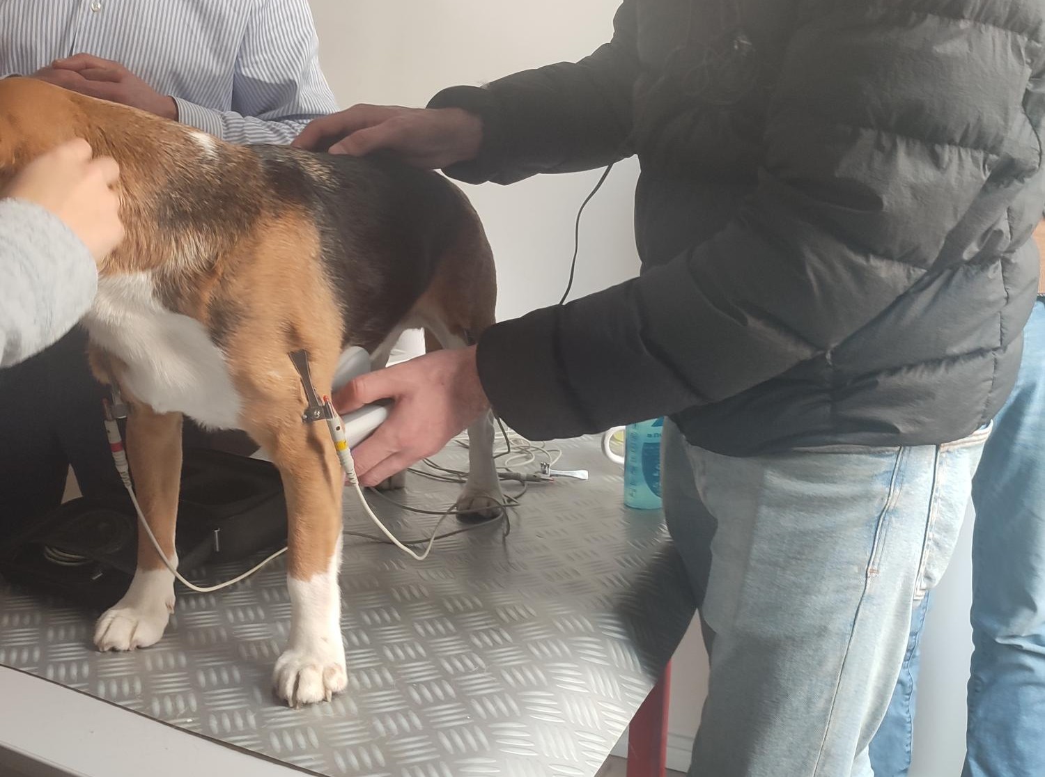 Formation CY-CAR : Cycle en cardiologie canine et f&eacute;line : m&eacute;decine et &eacute;chocardiographie