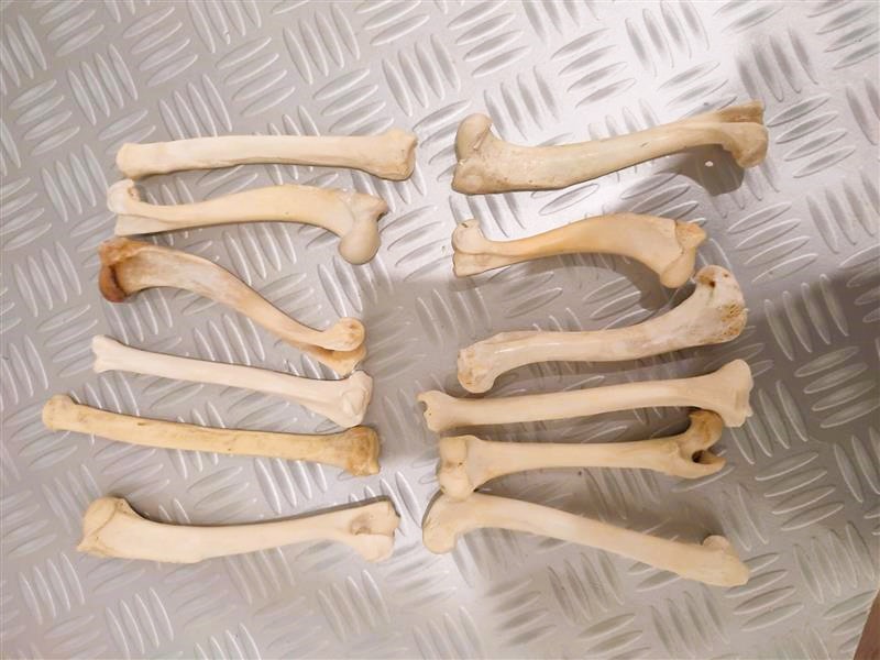 Formation CHIR14 : Ost&eacute;osynth&egrave;se par plaque &ndash; Niveau 1