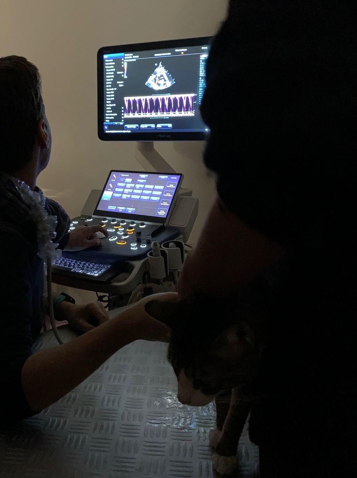 Formation CY-CARCT : Cycle en cardiologie f&eacute;line