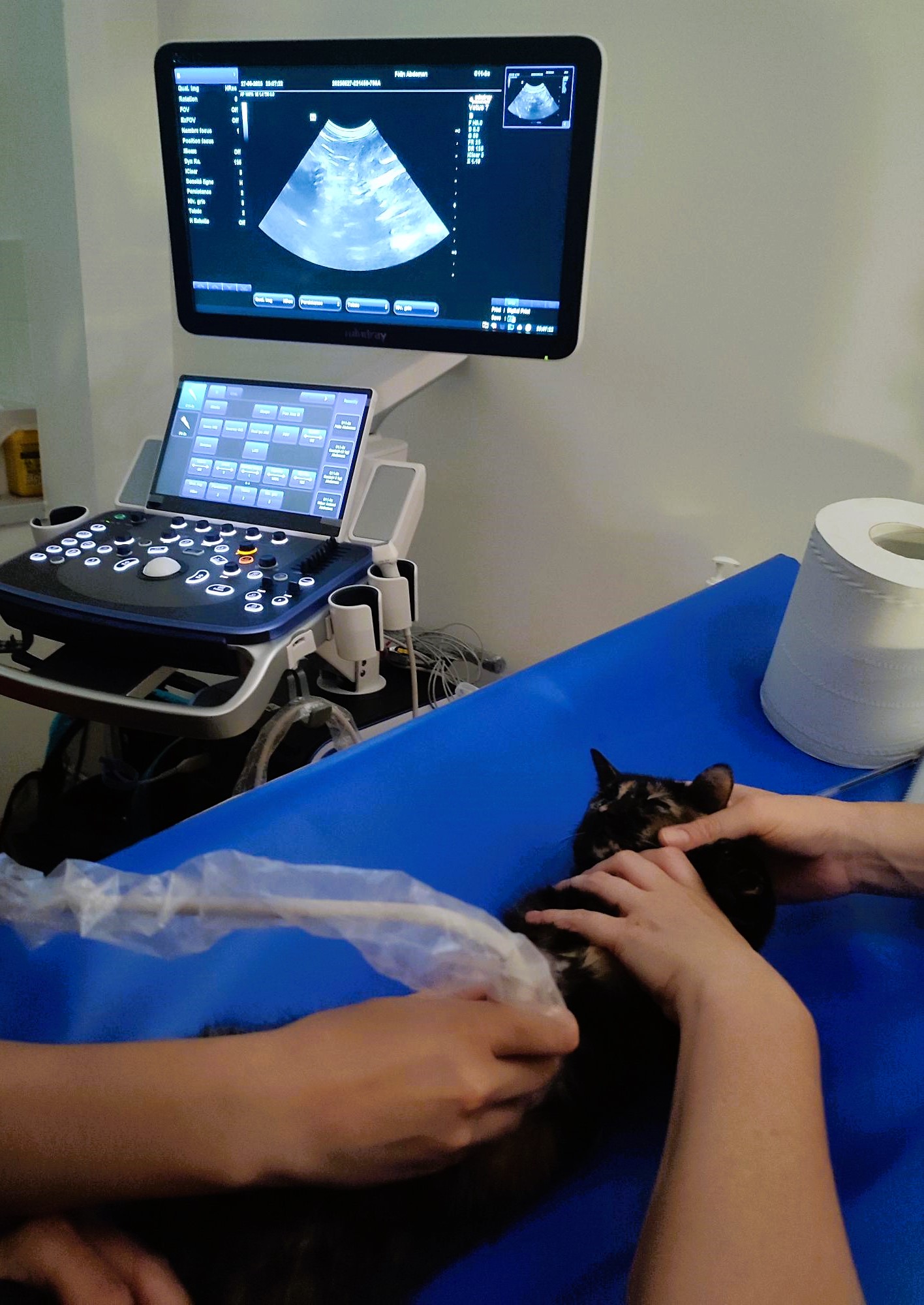 Formation CY-ABD-2 : Cycle en &eacute;chographie abdominale canine et f&eacute;line - Partie 2