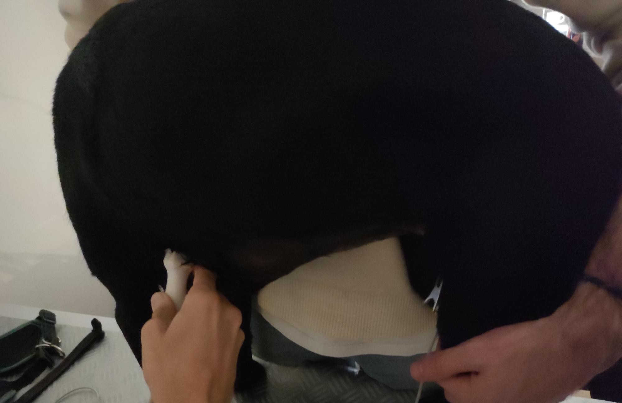 Formation CY-CAR : Cycle en cardiologie canine et f&eacute;line : m&eacute;decine et &eacute;chocardiographie