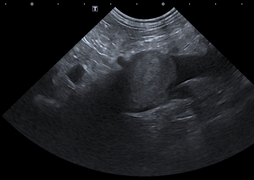 Formation CY-ABD-1 : Cycle en &eacute;chographie abdominale canine et f&eacute;line - Partie 1