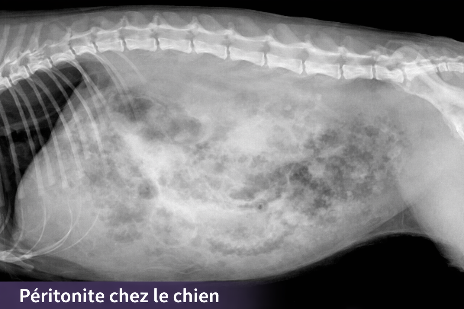 Formation URG004-L : Ma&icirc;trise des urgences m&eacute;dicales : Approche diagnostique et stabilisation.