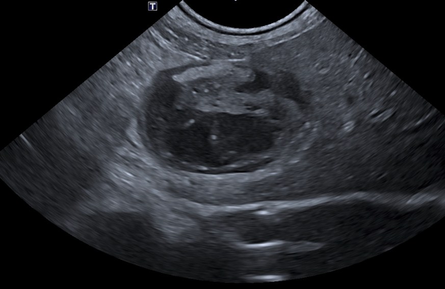 Formation CY-ABD-2 : Cycle en &eacute;chographie abdominale canine et f&eacute;line - Partie 2