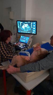 Formation EAN3 : Echographie abdominale normale : Partie 3 - Un pas de plus en pratique de l'&eacute;chographie abdominale normale - chat et chien