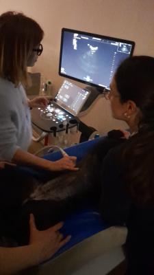 Formation EAN3 : Echographie abdominale normale : Partie 3 - Un pas de plus en pratique de l'&eacute;chographie abdominale normale - chat et chien
