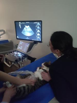 Formation EAN3 : Echographie abdominale normale : Partie 3 - Un pas de plus en pratique de l'&eacute;chographie abdominale normale - chat et chien
